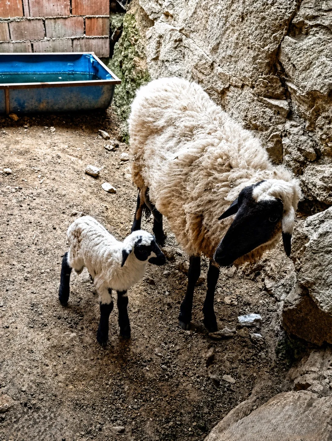 3 Koyun + 1 Koç + Safkan Sakız Kuzu | Genç Sağlıklı ve Bakımlı