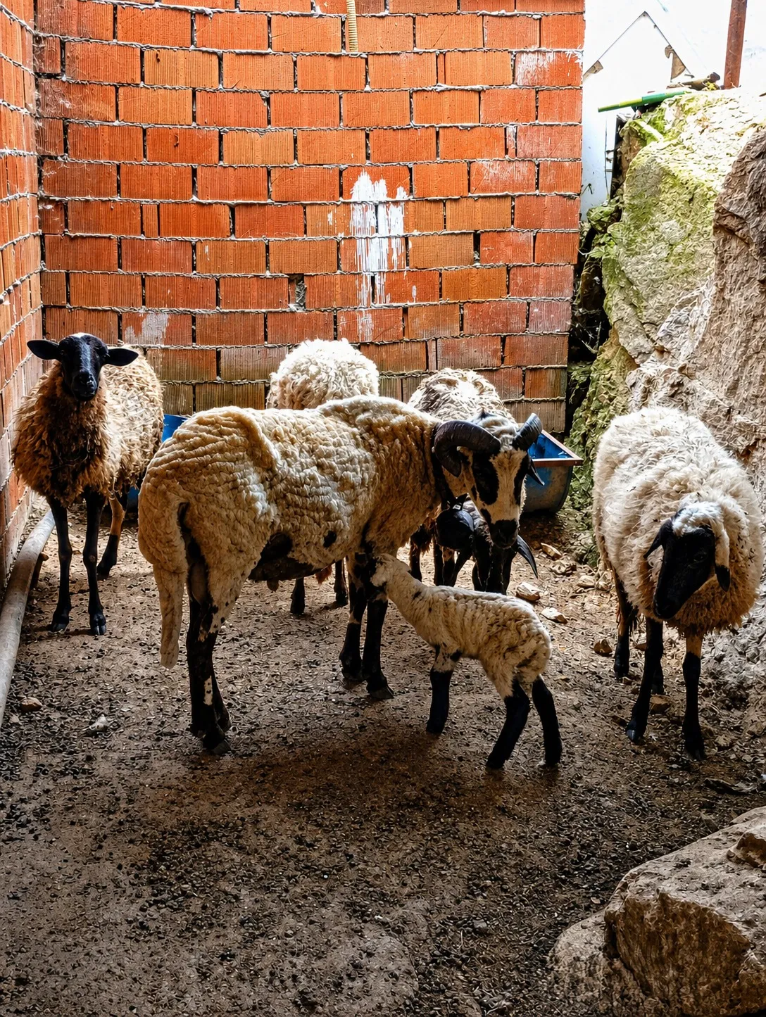 3 Koyun + 1 Koç + Safkan Sakız Kuzu | Genç Sağlıklı ve Bakımlı