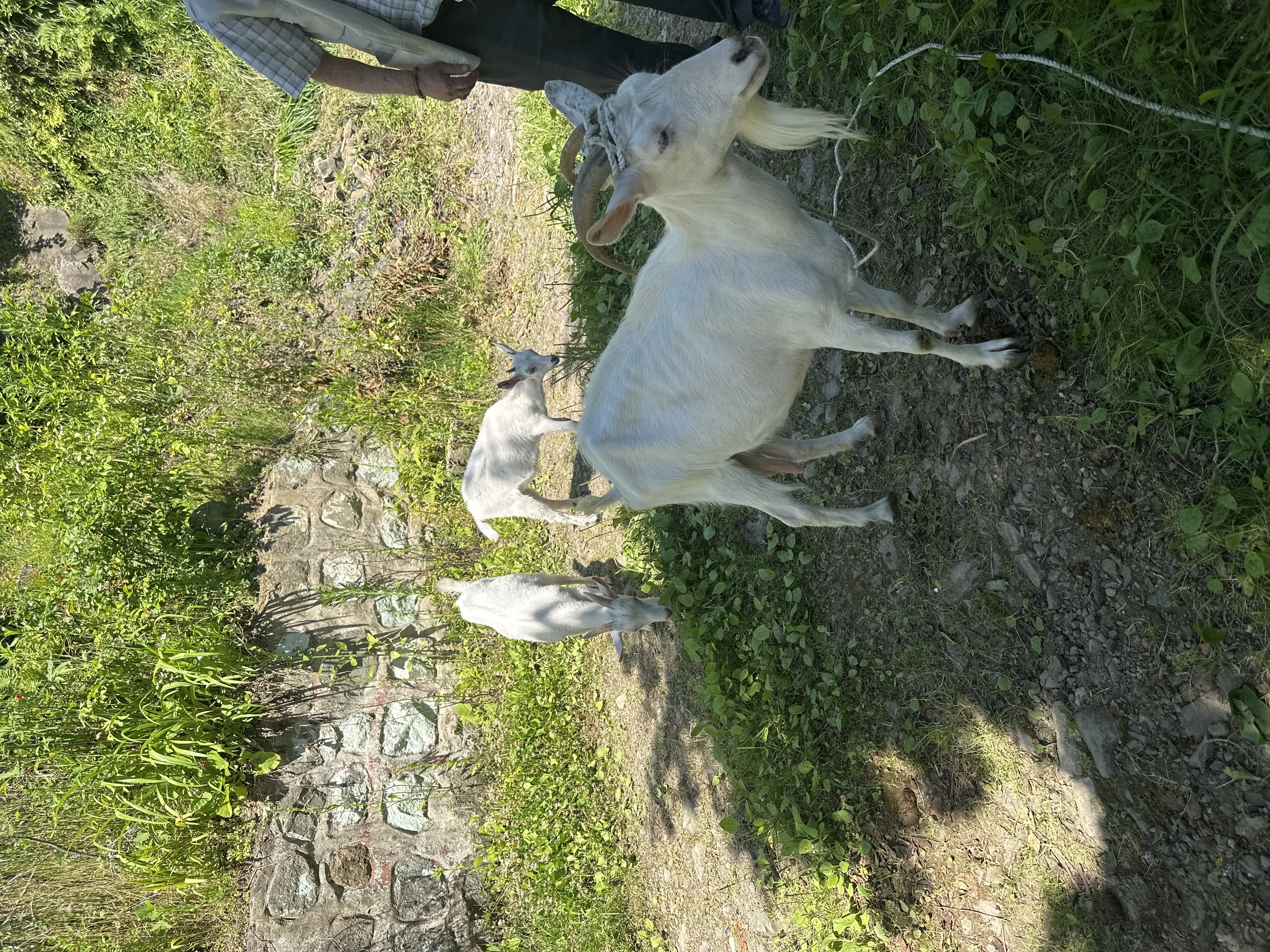 Selamünaleyküm yaklaşık günde 2 kg süt vermekte bir erkek oğlak bir dişi oğlak erkek olan biraz daha büyük